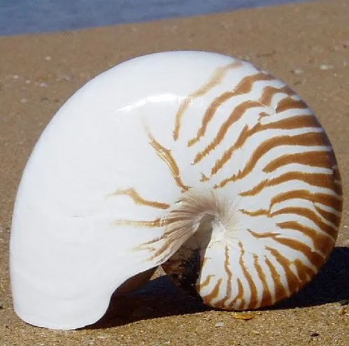 Giant Tiger Nautilus Shell